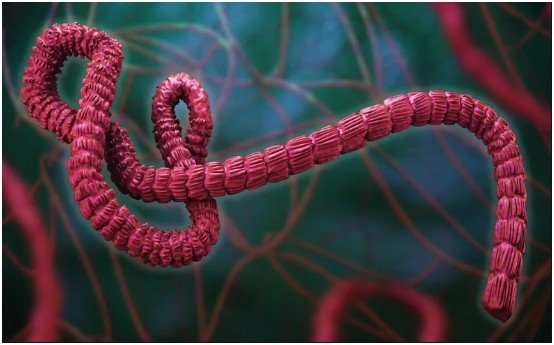 Ebola, the Microbiome, and Immune Signaling