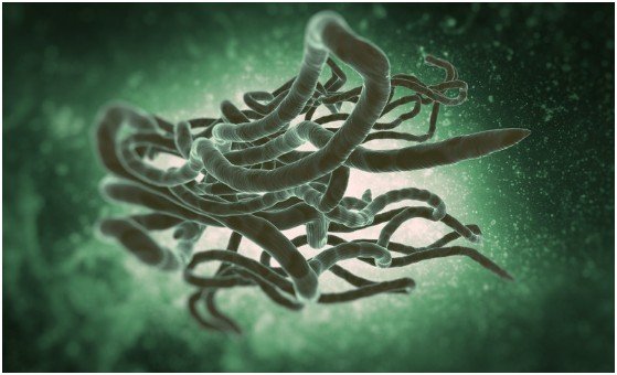 How Ebola Damages the Gut Barrier
